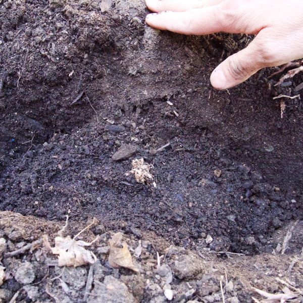 asparagus crown planted in soil