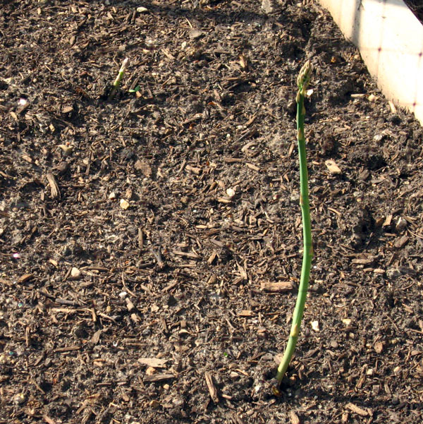tiny asparagus sprout in garden