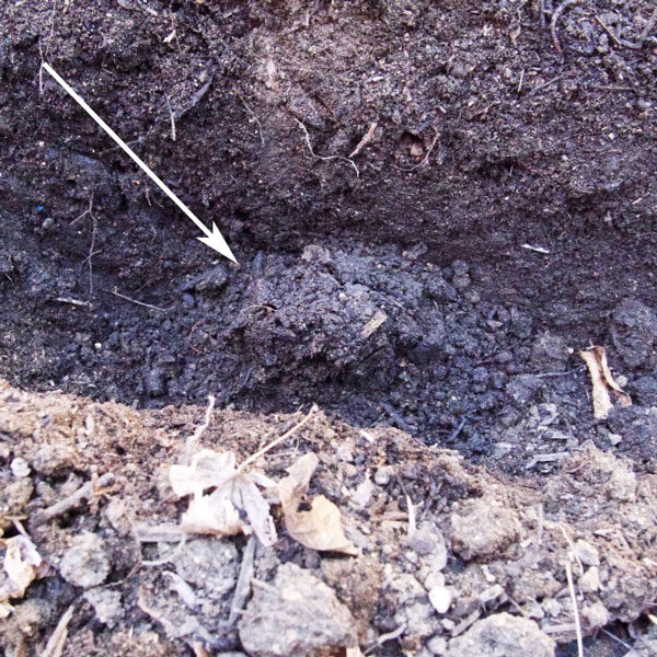 asparagus trench in garden