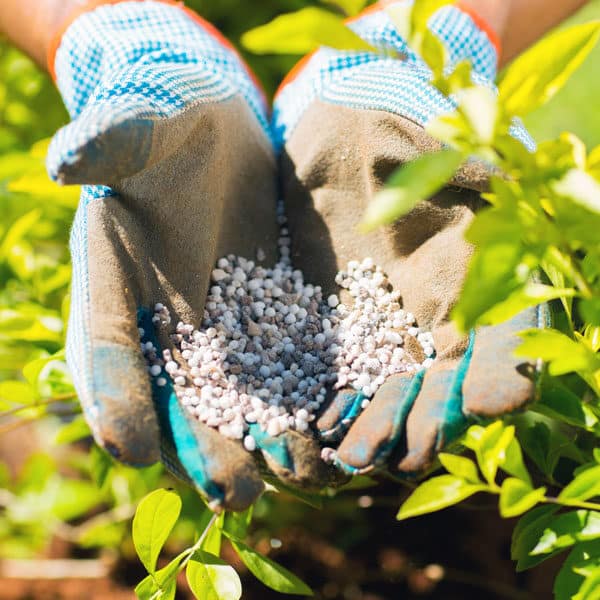 gloved hands holding fertilizer pellets