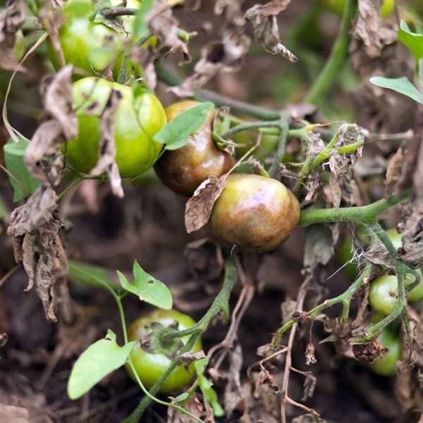 tomato plant with late blight