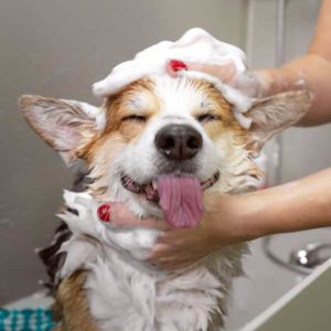 happy dog being washed with soap