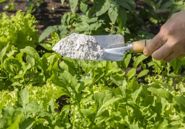sprinkling diatomaceous earth on plants