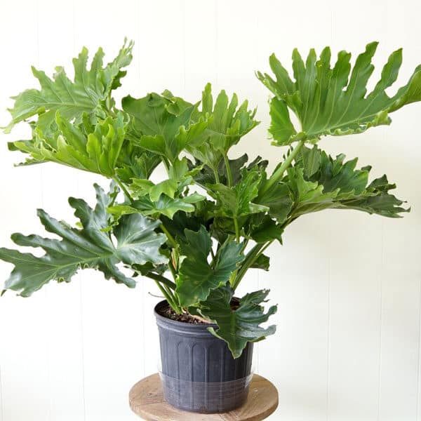 philodendron in pot on table