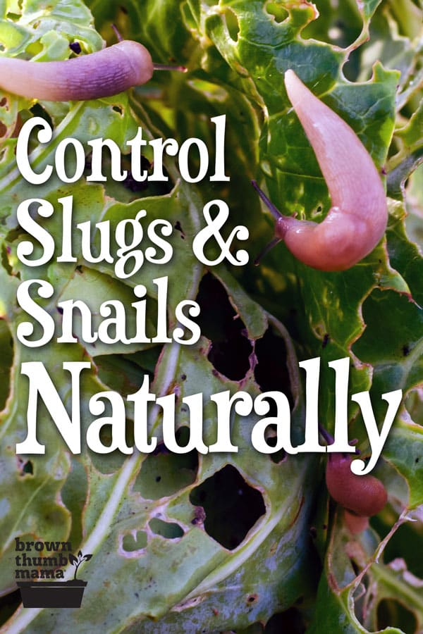 Get Rid of Snails and Slugs Naturally Brown Thumb Mama®