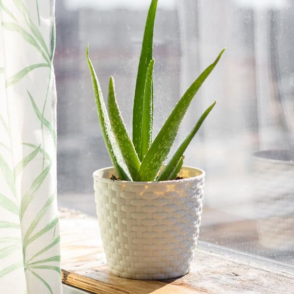 aloe vera plant in windowsill