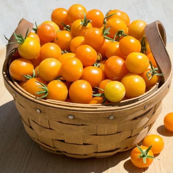 sun gold cherry tomatoes in basket