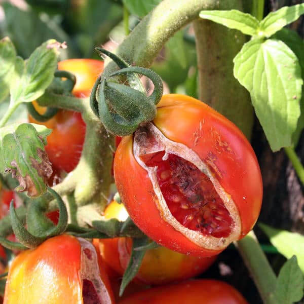 Stop Tomatoes from Splitting or Cracking - Brown Thumb Mama®