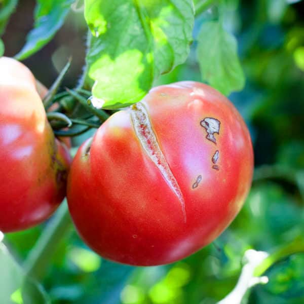 tomato that has split open in the garden