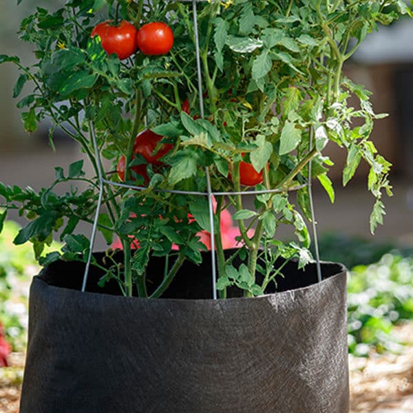 tomato growing in smart pot