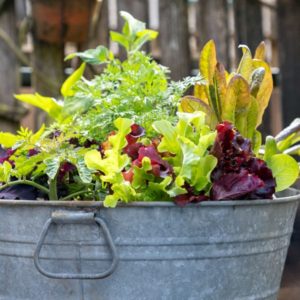 vegetables growing in metal washtub