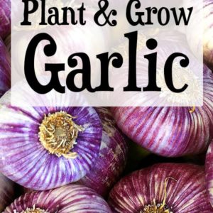 bulbs of purple garlic