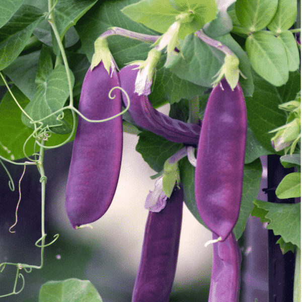 purple snow peas on vine