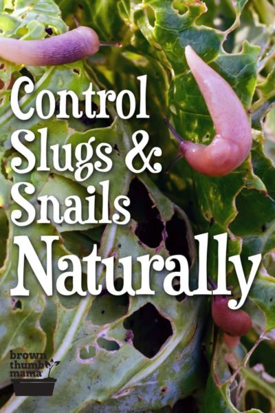 slugs eating holes in vegetable leaves