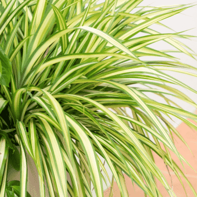 spider plant