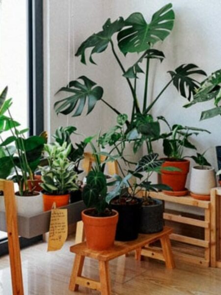 cropped-house-plants-OPT.jpg