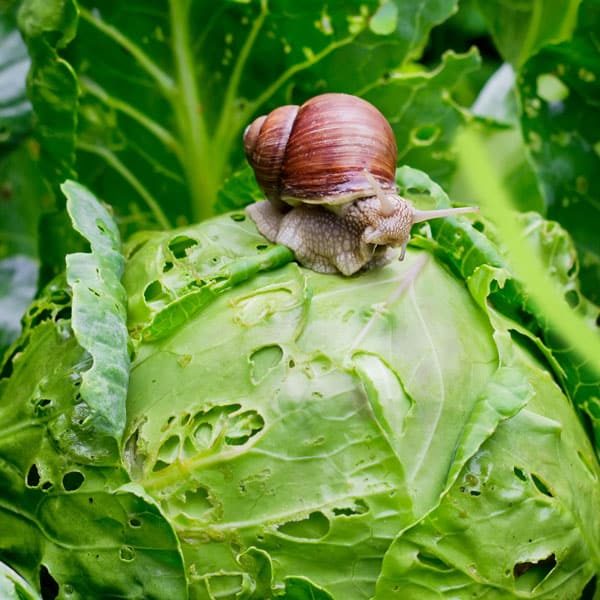 snail eating a cabbage