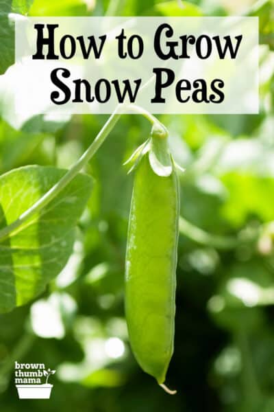 single snow pea on vine