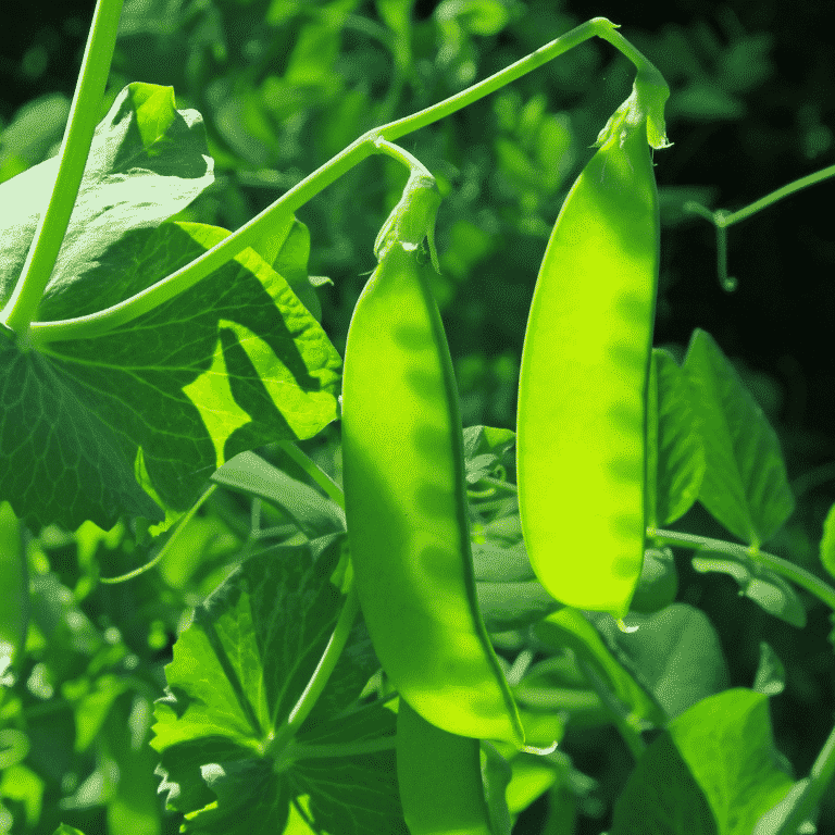 How To Plant And Grow Snow Peas Brown Thumb Mama®