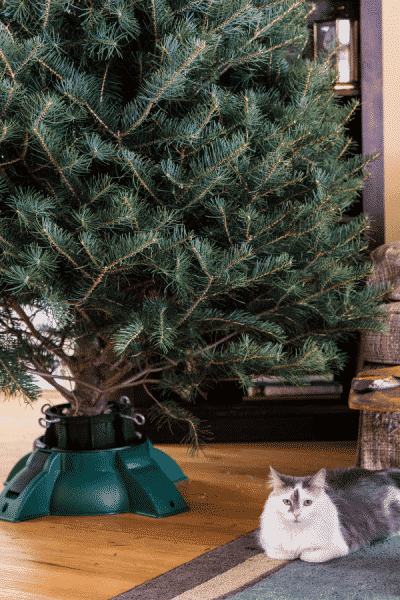 christmas tree no decorations and cat sitting on floor