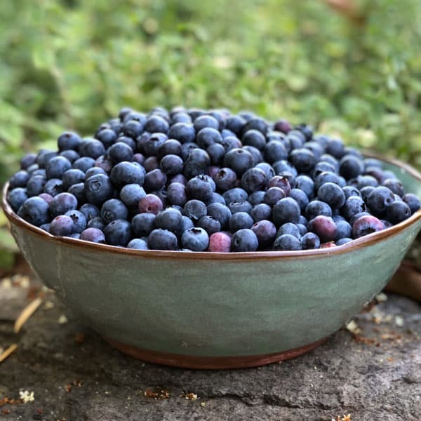 fresh blueberries in stoneware bowl