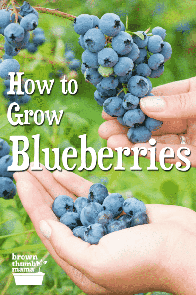 hand picking blueberries