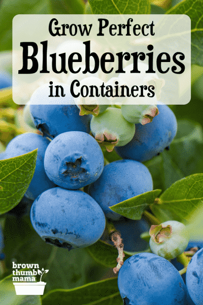 blueberry close up