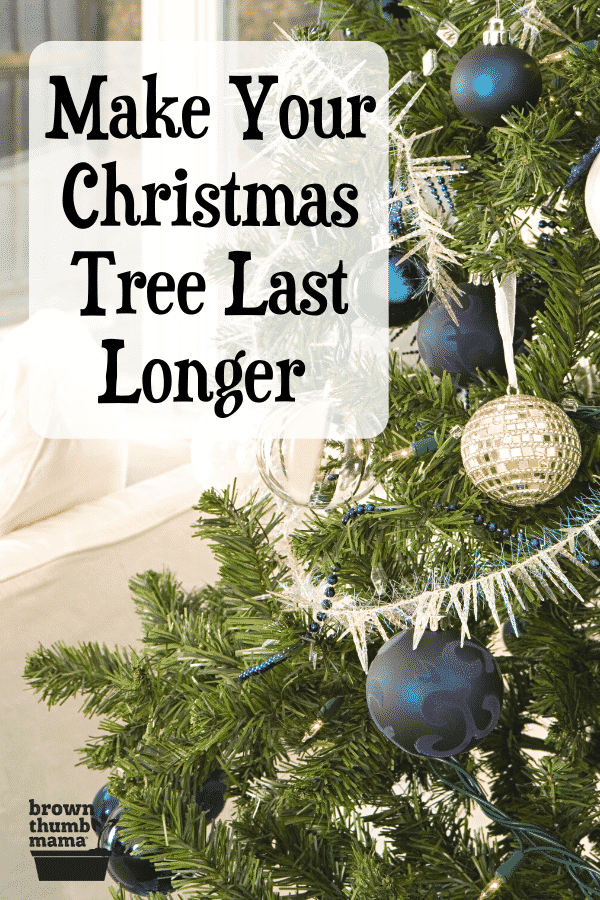 Keep Your Christmas Tree Fresh | Brown Thumb Mama®