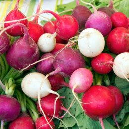 colorful radishes with greens