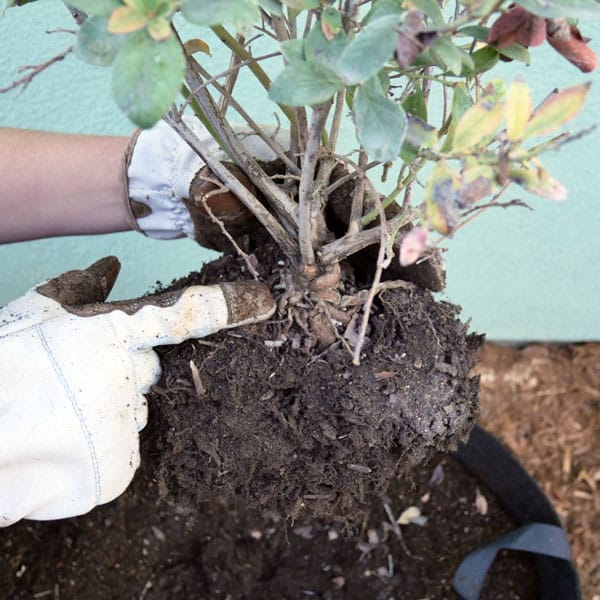 pointing out crown on blueberry bush