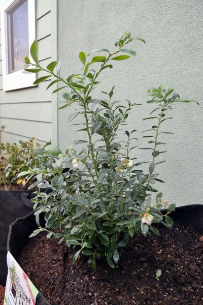 freshly planted blueberry bush