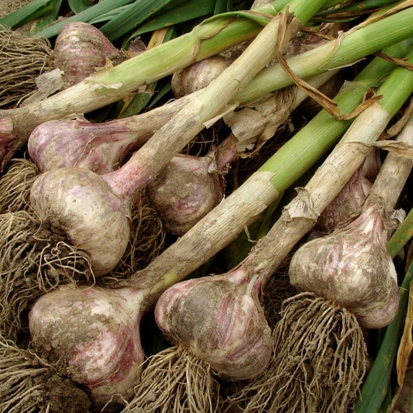freshly harvested garlic