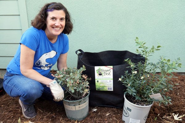 woman kneeling with smart pot and blueberry bushes