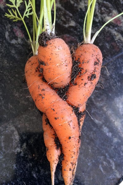 knot of carrots