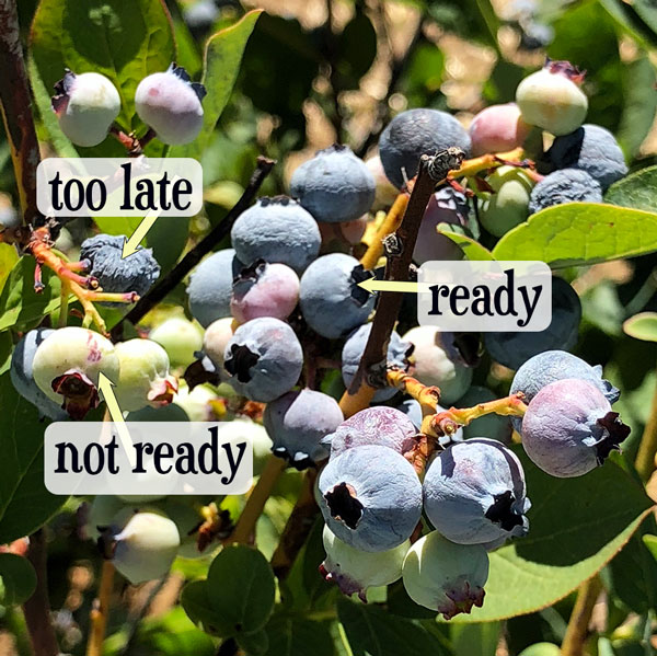 blueberries labeled ready to pick