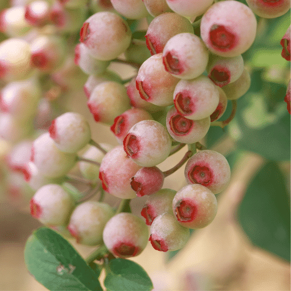 pink rabbiteye blueberries