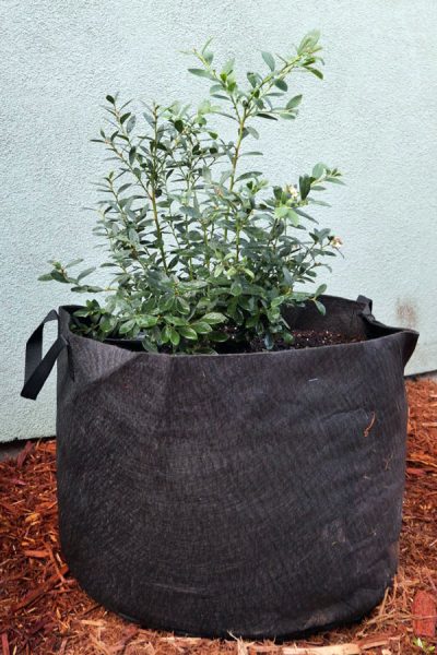 blueberry growing in smart pot