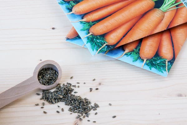 carrot seeds on table