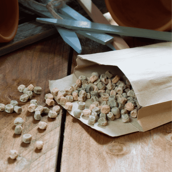 pea seeds and garden tools on wood table