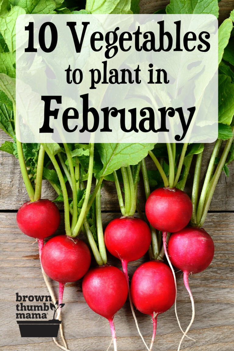 10 Vegetables to Plant in February {Zone 9} Brown Thumb Mama®