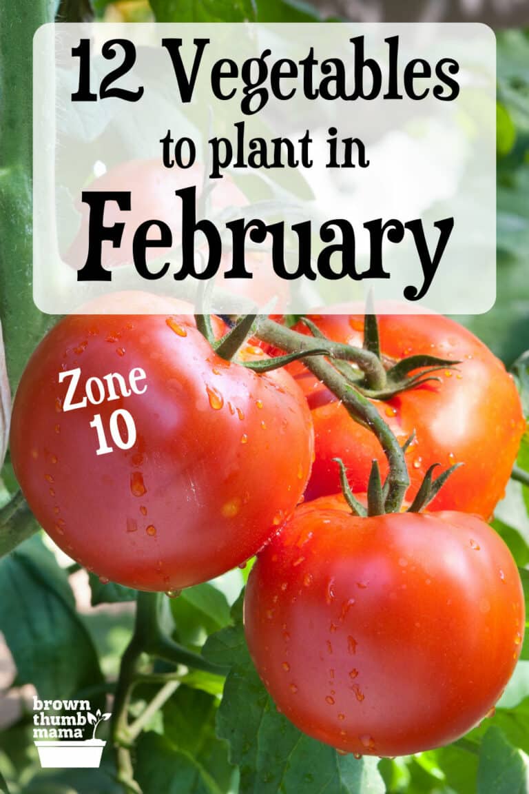 12 Vegetables to Plant in February {Zone 10} Brown Thumb Mama®