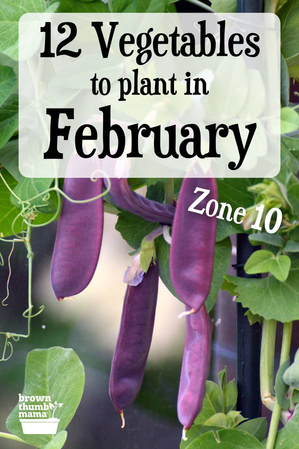 12 Vegetables to Plant in February {Zone 10} Brown Thumb Mama®