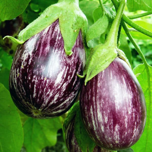 two variegated eggplant growing in garden