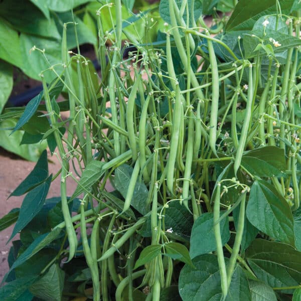 green beans on plant