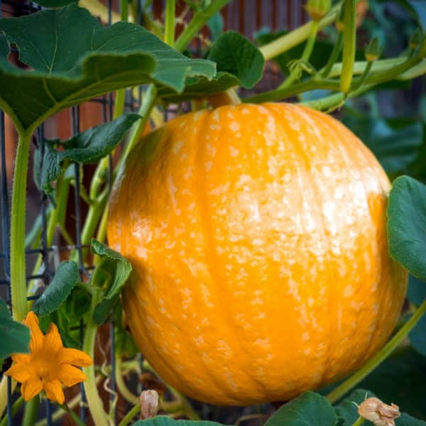 pumpkin growing in garden