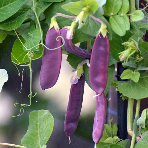 purple snow peas on vine