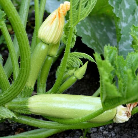 zucchini growing in garden