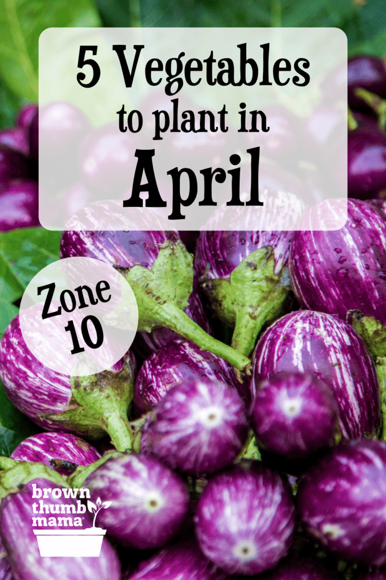 5 Vegetables to Plant in April {Zone 10} Brown Thumb Mama®