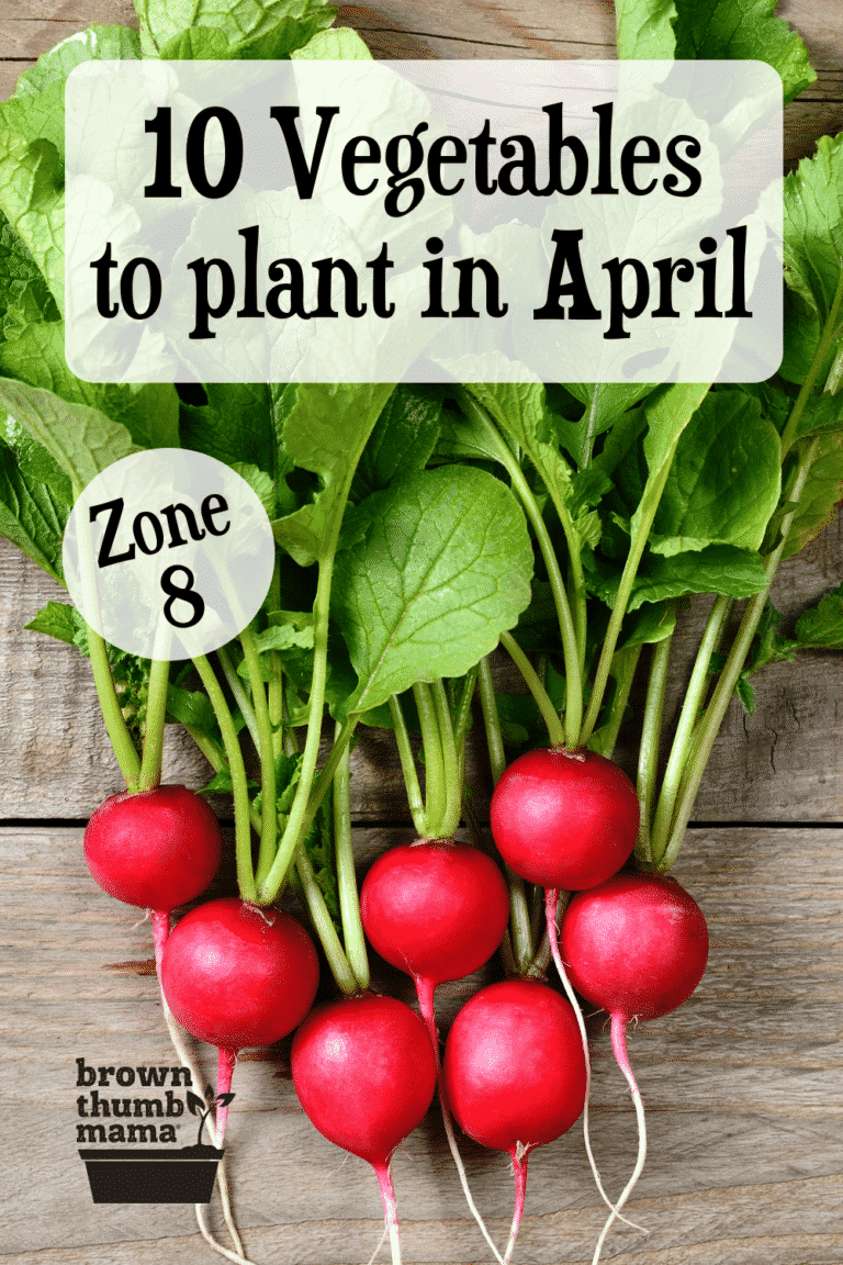 10 Vegetables to Plant in April {Zone 8} Brown Thumb Mama®
