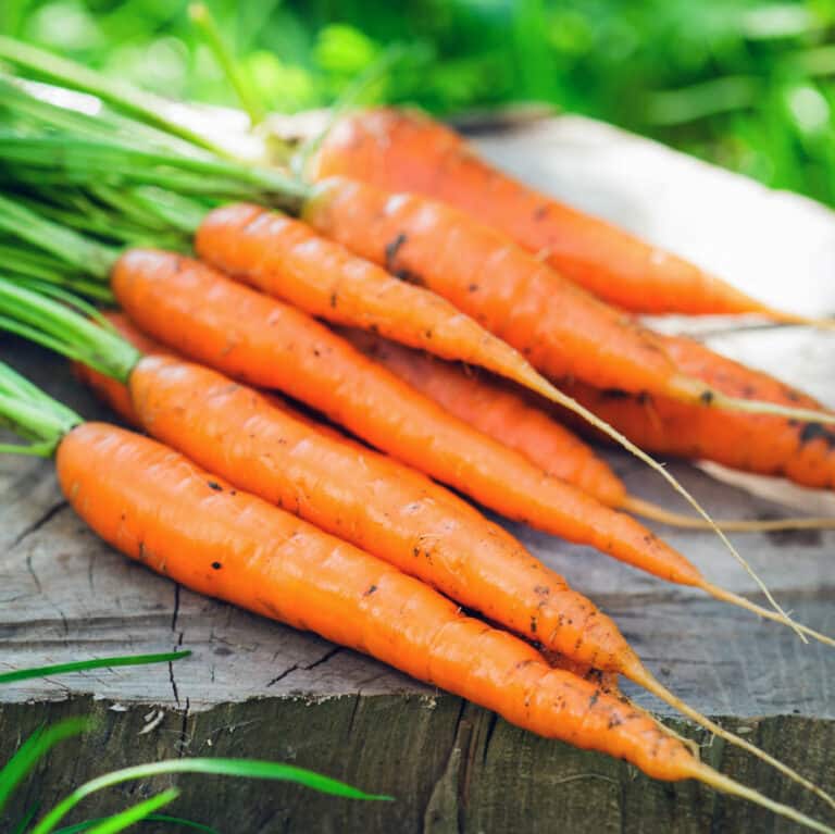 12 Vegetables to Plant in September {Zone 8} Brown Thumb Mama®